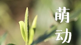 福鼎白茶村茶业公司招聘