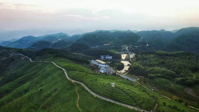 福鼎白茶基地文垟村在哪里