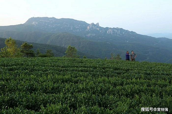 福鼎白茶基地文垟村在哪里