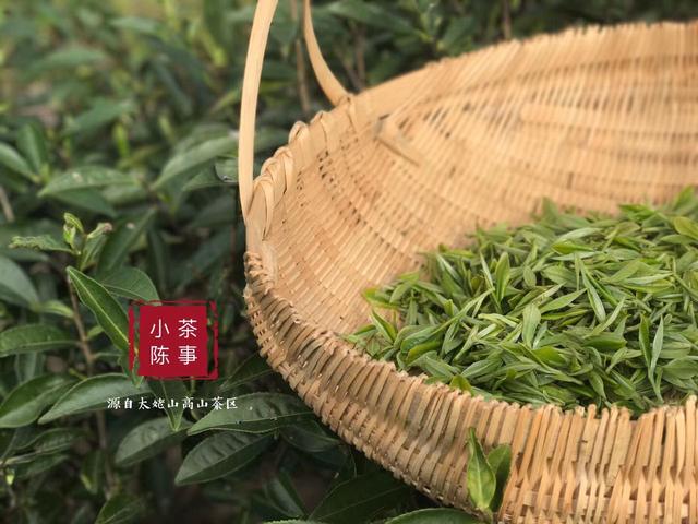 白茶寿眉的采摘节和时间