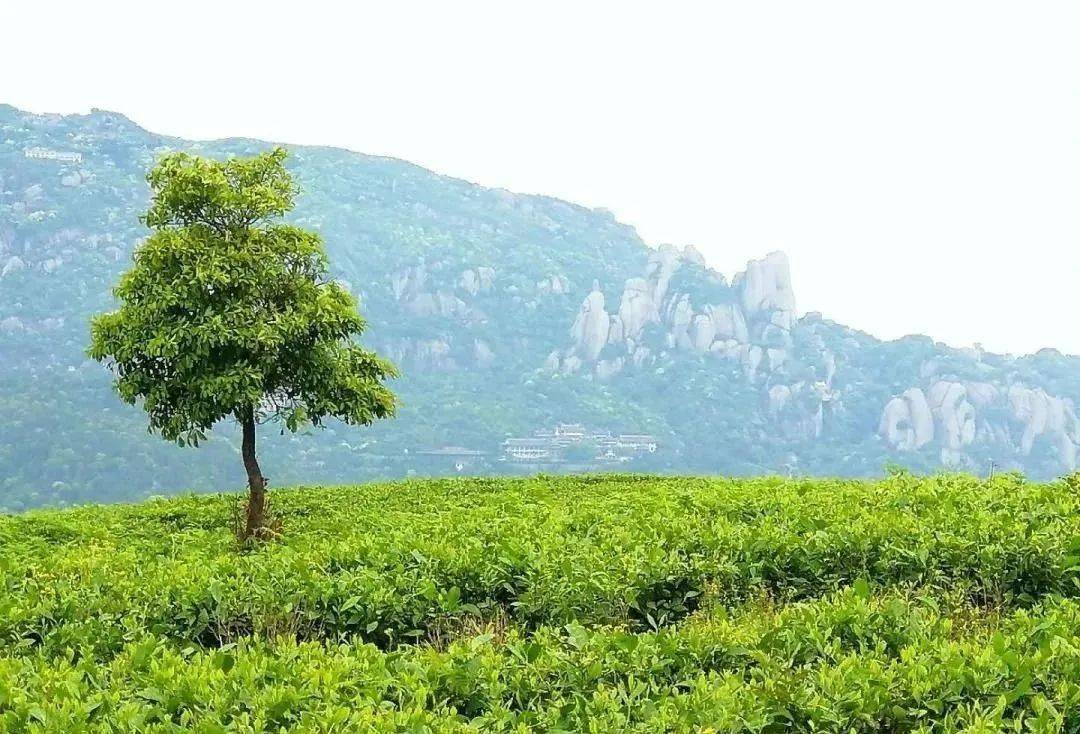 太姥山闻白的白茶怎么样