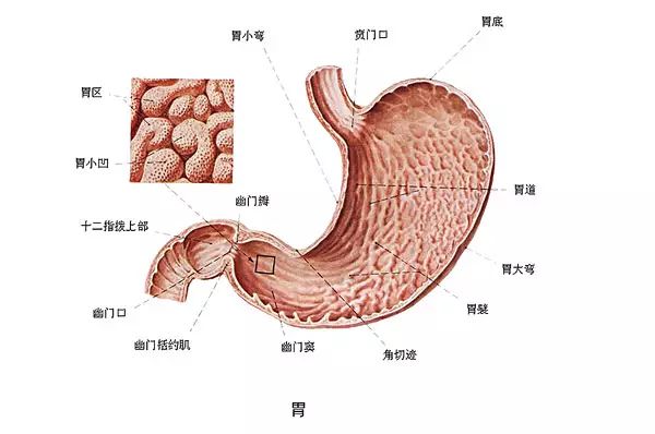 胃食道返流可以喝白茶吗？