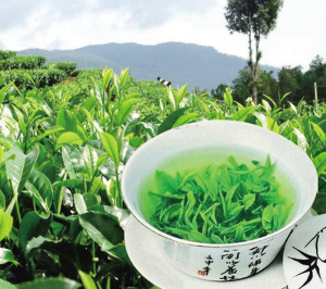 天台山云雾茶是绿茶吗