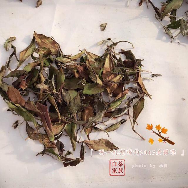 喝新白茶上火吗-喝白茶上火吗?