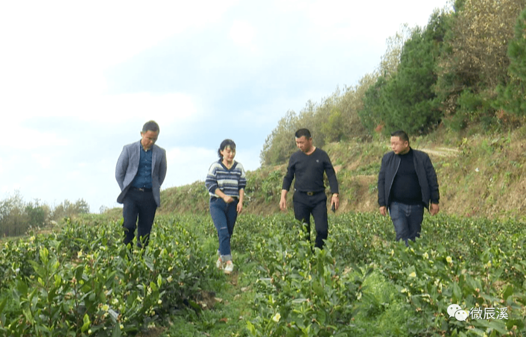 安吉白茶是大叶子好还是小叶子好-安吉白茶大叶子好还是小叶子好呢