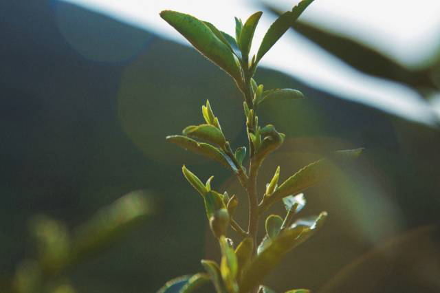 安吉白茶芽头越长越好吗-安吉白茶芽头越长越好吗为什么