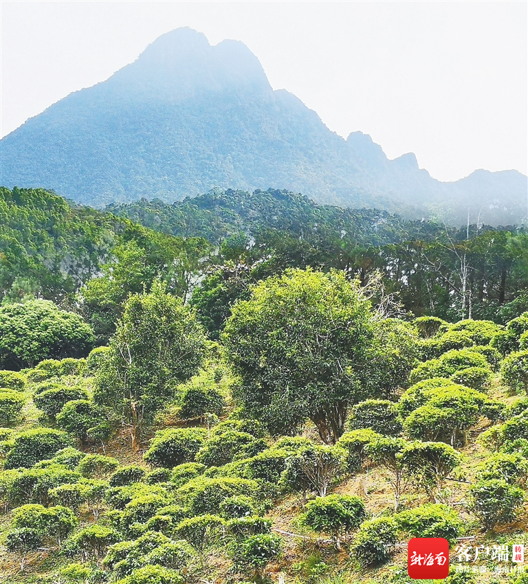 重庆古茶树是什么茶-重庆古茶树是什么茶种