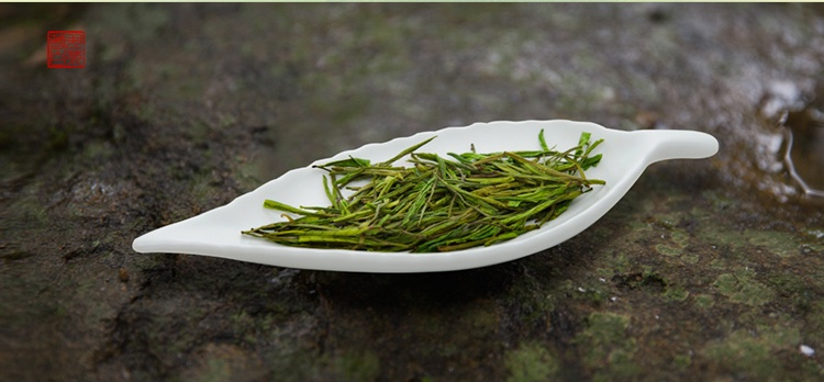 安吉白茶树图片-安吉白茶树图片白茶芽