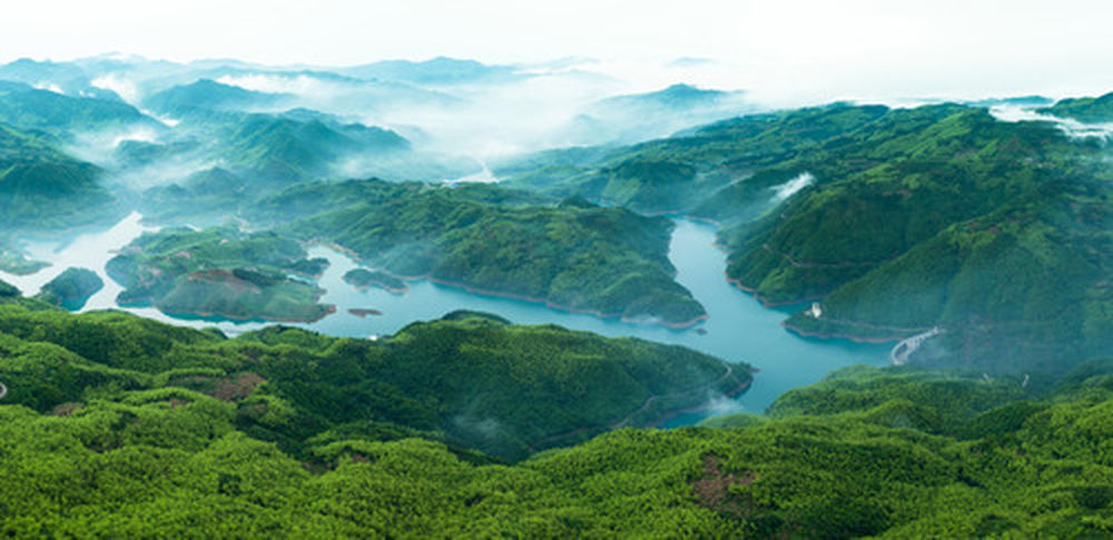 福鼎白茶大洋山特点-福鼎白茶大洋山特点和价值