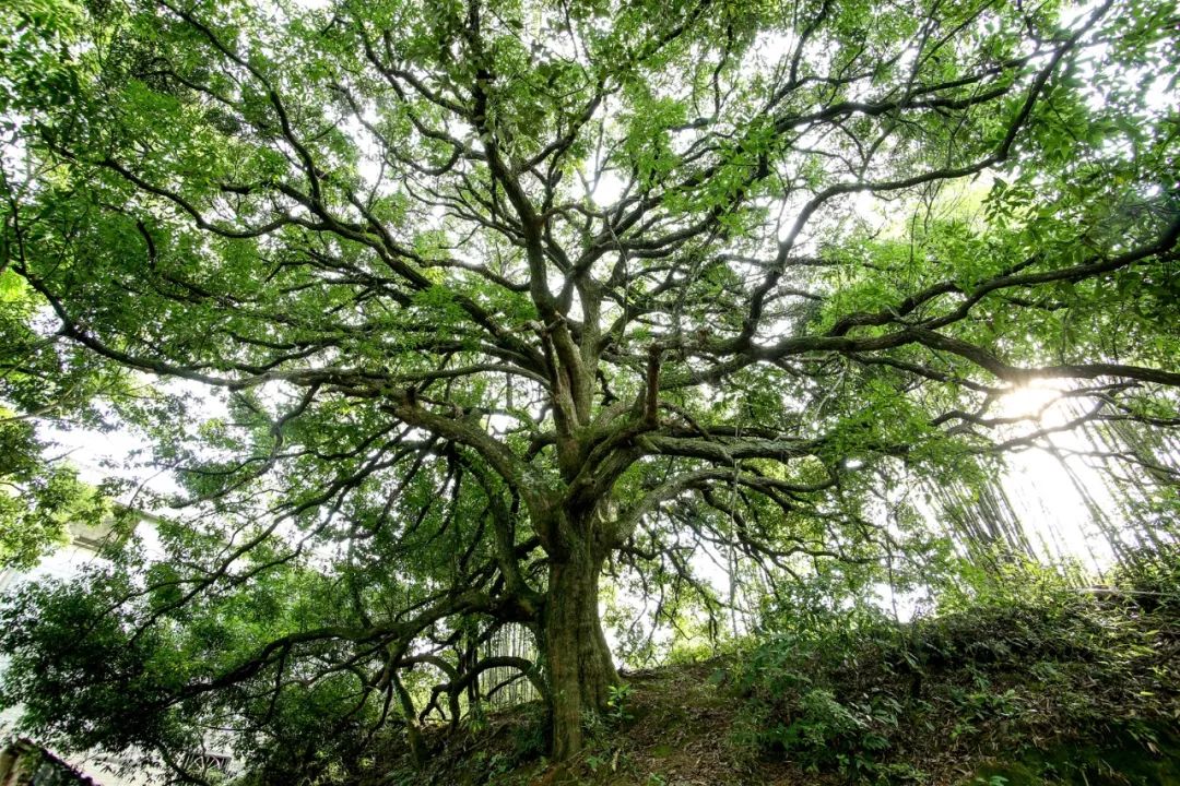 梧州古树茶厂及其经销点、地址、招聘信息，梧州古树茶厂在哪里