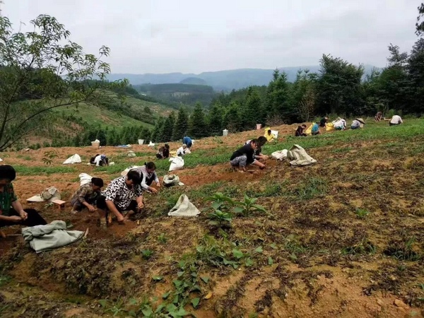 防城港的茶叶市场及农场地址