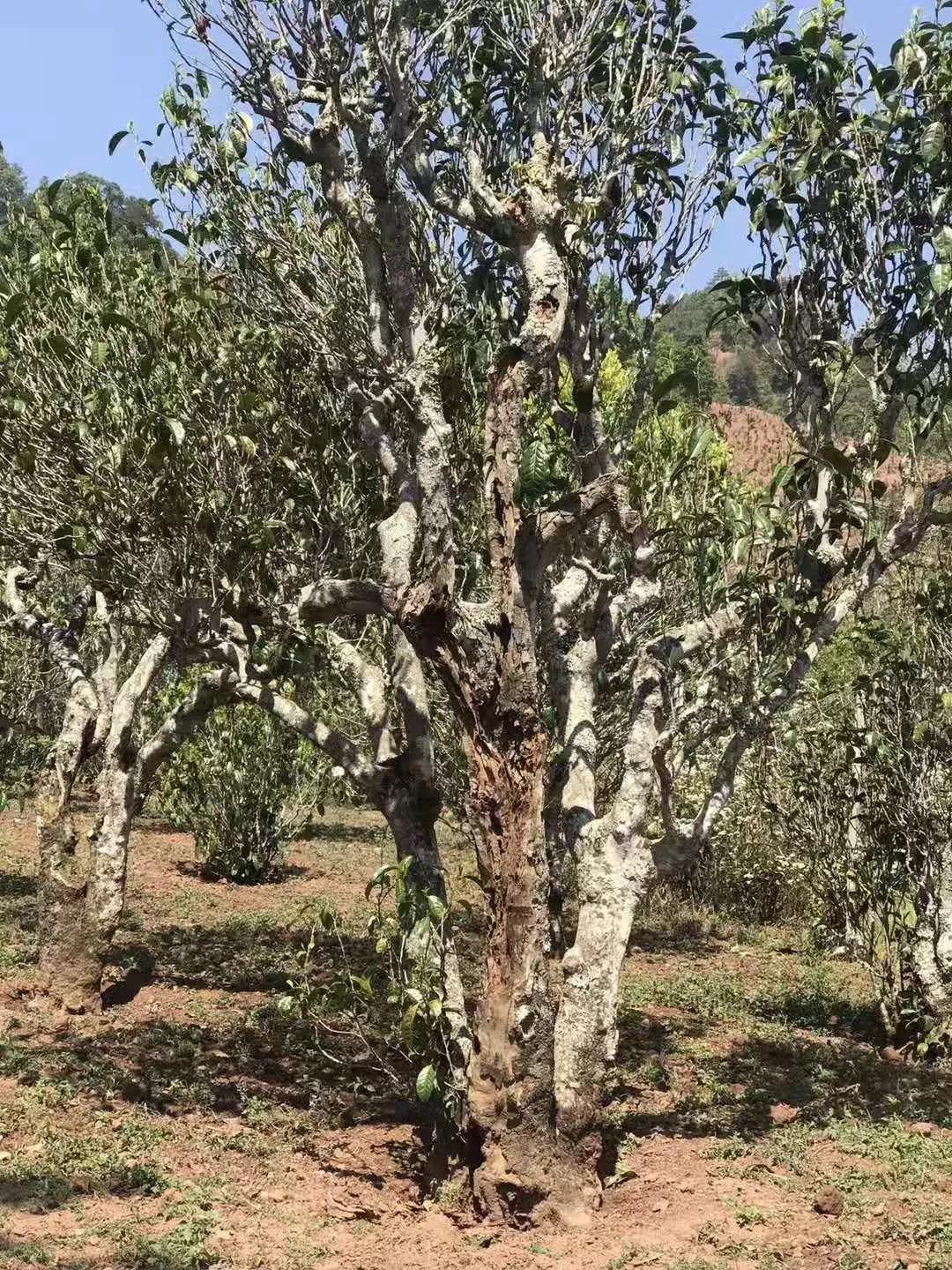 江古树白茶总部代理地址电话查询，古树白茶多少钱一盒