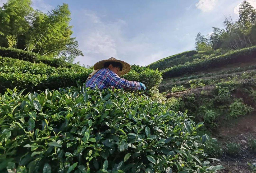 三明古树白茶代理条件如何，福建三明茶厂茶叶基地多吗