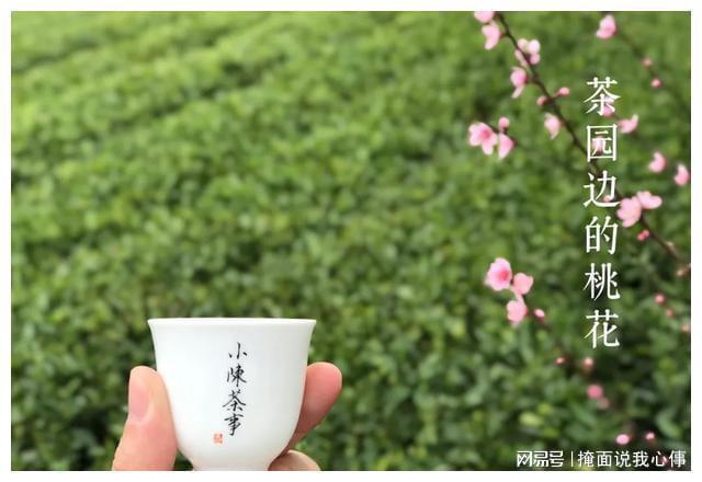 龙井茶和白茶哪个淡些