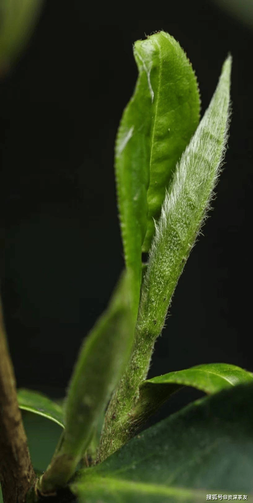 福鼎白茶的营养成份有哪些