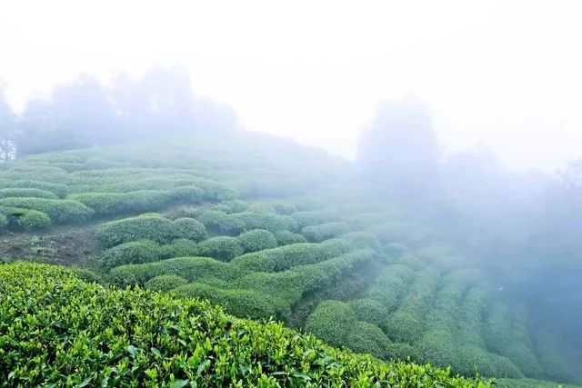 汨罗保存白茶生产厂家地址电话查询