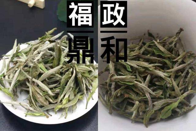 福鼎白茶茶的颜色和味道如何？