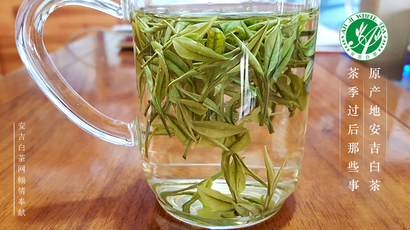 白茶茶芽比茶叶好吗，为什么？