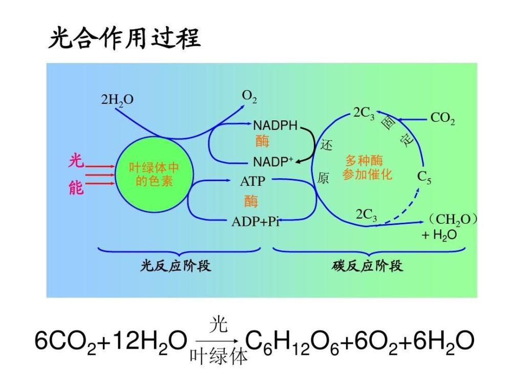 白茶使用的外源酶是什么成分及其功效