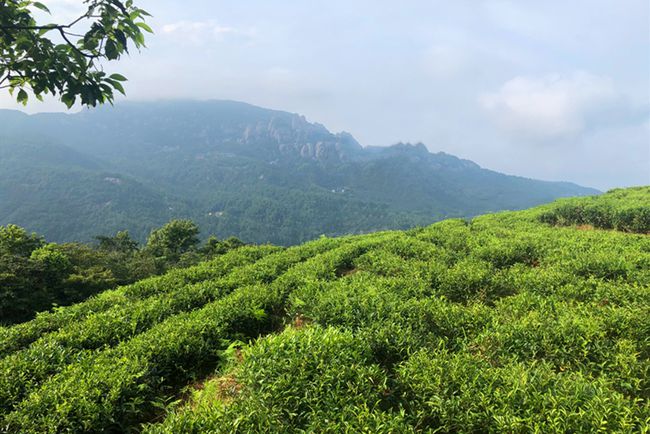 河北白茶产地在哪里，河北白茶产地哪里