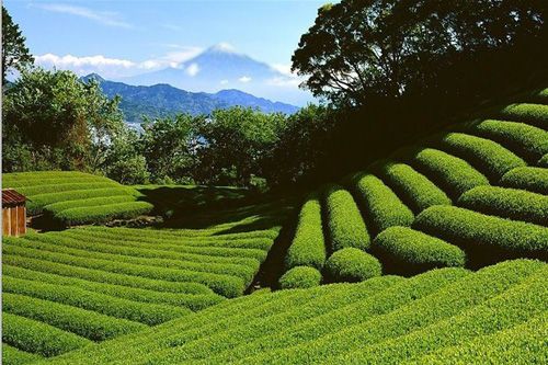 白茶树几年活喝看，多少年