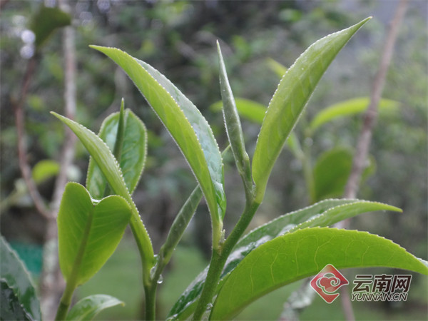 白茶茶树一般多少年的树龄开花及老树定义