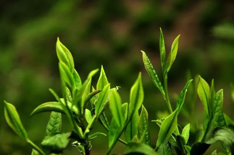 白茶树一年发几次芽