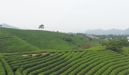 安吉溪龙乡白茶市场在哪里