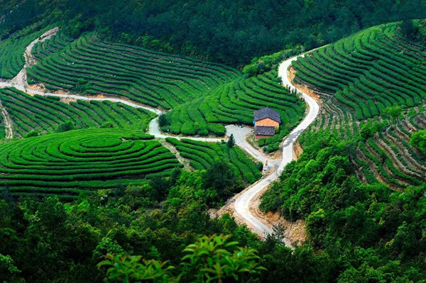 福鼎白茶茶场地址及位置