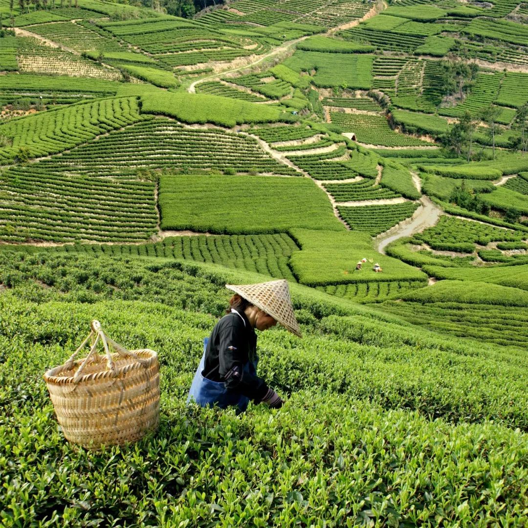 国内靠谱的福鼎白茶茶园