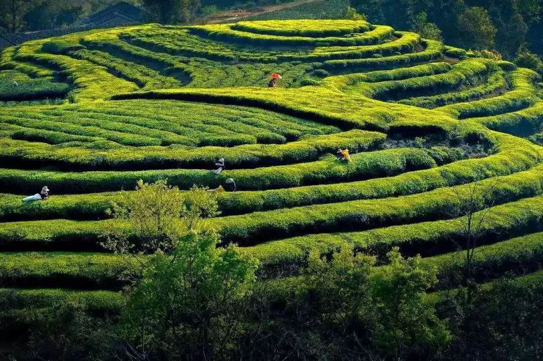 国内靠谱的福鼎白茶茶园