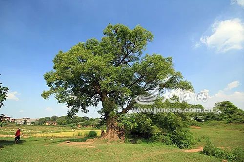 浙江丽水古树村：位于哪个区？丽水古树文化公园、丽水古树名木