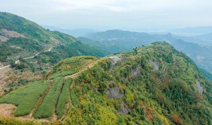 福建柘荣白茶产区及其历