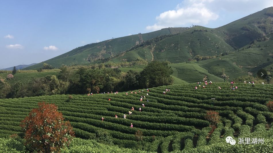 柘荣白茶场在哪里