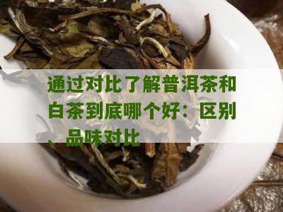 通过对比了解普洱茶和白茶到底哪个好：区别、品味对比