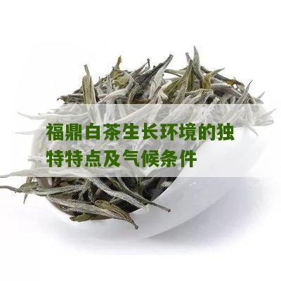 福鼎白茶生长环境的独特特点及气候条件