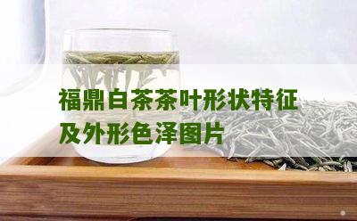 福鼎白茶茶叶形状特征及外形色泽图片