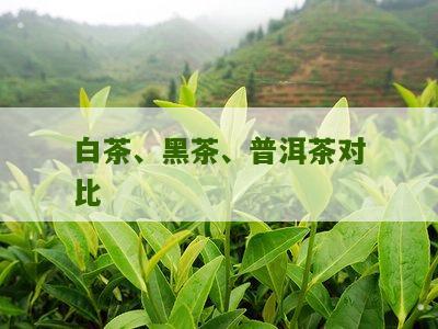 白茶、黑茶、普洱茶对比