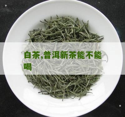 白茶,普洱新茶能不能喝