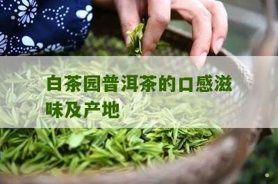 白茶园普洱茶的口感滋味及产地