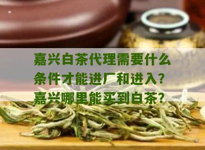 嘉兴白茶代理需要什么条件才能进厂和进入？嘉兴哪里能买到白茶？