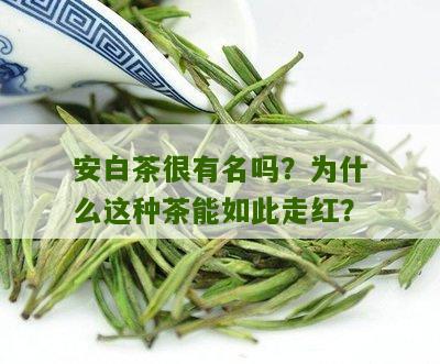 安白茶很有名吗？为什么这种茶能如此走红？