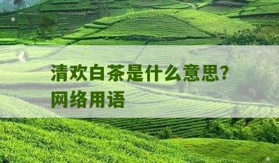 清欢白茶是什么意思？网络用语