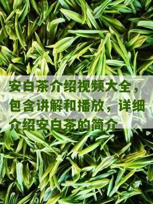 安白茶介绍视频大全，包含讲解和播放，详细介绍安白茶的简介