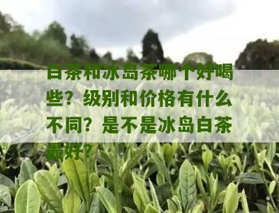 白茶和冰岛茶哪个好喝些？级别和价格有什么不同？是不是冰岛白茶最好？