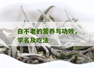 白不老的营养与功效，学名及吃法