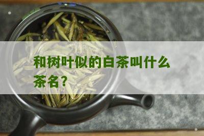 和树叶似的白茶叫什么茶名？