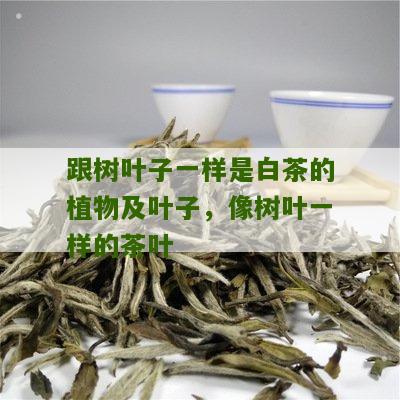 跟树叶子一样是白茶的植物及叶子，像树叶一样的茶叶