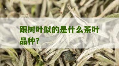 跟树叶似的是什么茶叶品种？