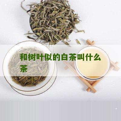 和树叶似的白茶叫什么茶